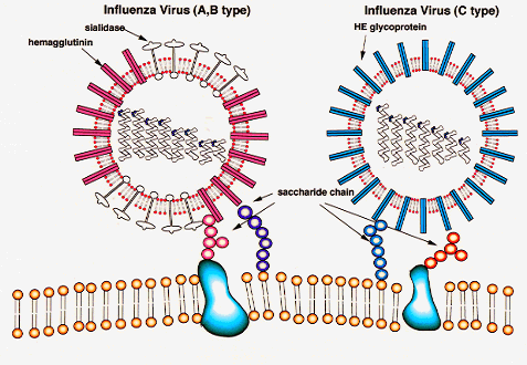 influenzavirus.gif (55685 bytes)